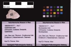 Foto (Objekt + Etiketten) von Mundopsidae indet. (NHMW-GEO-1990-0041-0177)